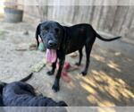 Small #3 Labrador Retriever Mix