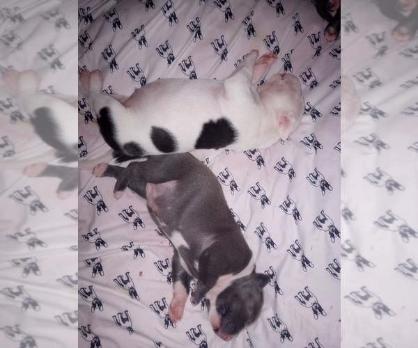 Medium Photo #21 American Staffordshire Terrier Puppy For Sale in JACKSONVILLE, FL, USA
