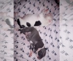 Small Photo #21 American Staffordshire Terrier Puppy For Sale in JACKSONVILLE, FL, USA