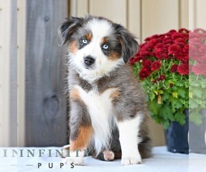 Miniature Australian Shepherd Puppy for sale in REBERSBURG, PA, USA
