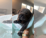 Small #1 Cane Corso