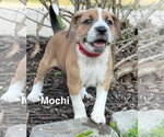 Small #4 Mutt