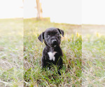 Small American Staffordshire Terrier-Labrador Retriever Mix