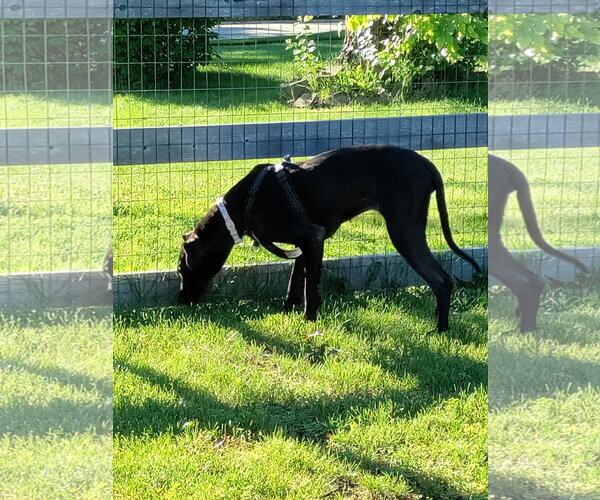 Medium Photo #3 Great Dane Puppy For Sale in Wheaton, IL, USA