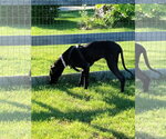 Small #2 Great Dane