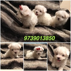 Maltese Puppy for sale in NEWARK, NJ, USA