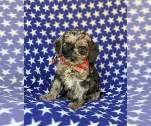 Cock-A-Poo Puppy for sale in NEW HOLLAND, PA, USA