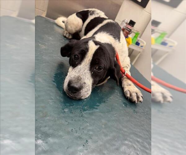 Medium Photo #1 Beagle-Unknown Mix Puppy For Sale in Mobile, AL, USA