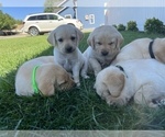 Small Photo #2 Labrador Retriever Puppy For Sale in WILLOWS, CA, USA