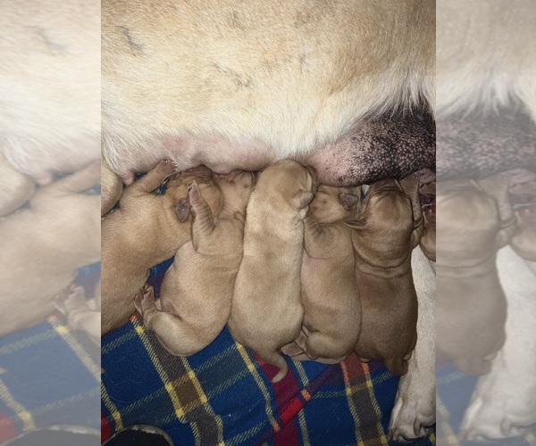 Medium Photo #1 Labrador Retriever Puppy For Sale in FREDERICK, SD, USA