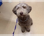 JASPER - Male Labradoodle Dog for Adoption - Small photo