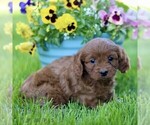Small #2 Cavapoo (Miniature)