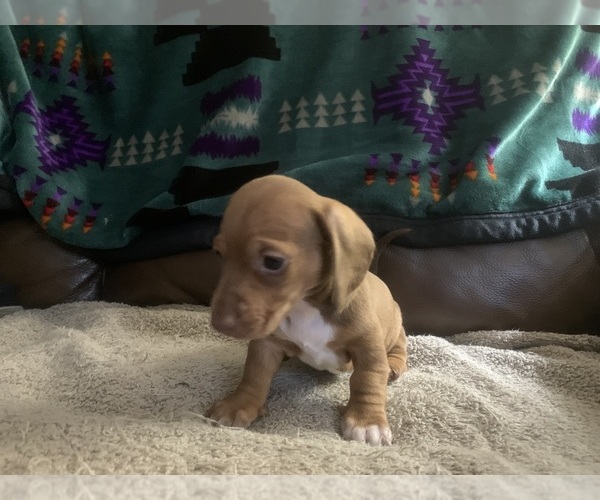 Medium Photo #1 Dachshund Puppy For Sale in YAMHILL, OR, USA