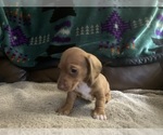 Small Photo #1 Dachshund Puppy For Sale in YAMHILL, OR, USA