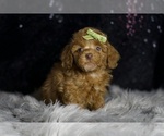 Small #7 Poodle (Toy)