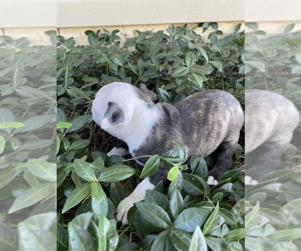 Medium Photo #5 Boston Terrier Puppy For Sale in FREDONIA, KS, USA