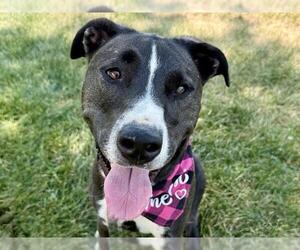 American Pit Bull Terrier Dogs for adoption in Pueblo, CO, USA