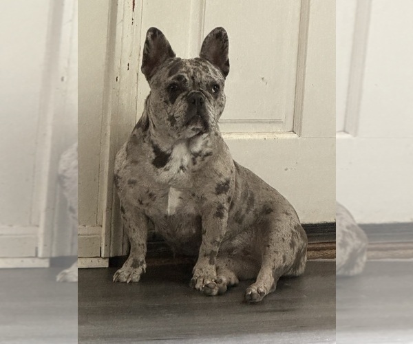 Medium Photo #1 French Bulldog Puppy For Sale in LAWRENCEVILLE, GA, USA