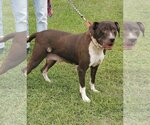 Small Photo #2 American Pit Bull Terrier-Unknown Mix Puppy For Sale in Rustburg, VA, USA