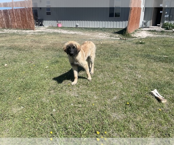 Medium Photo #9 Kangal Dog-Leonberger Mix Puppy For Sale in DILLON, MT, USA