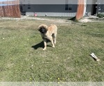 Small Photo #9 Kangal Dog-Leonberger Mix Puppy For Sale in DILLON, MT, USA