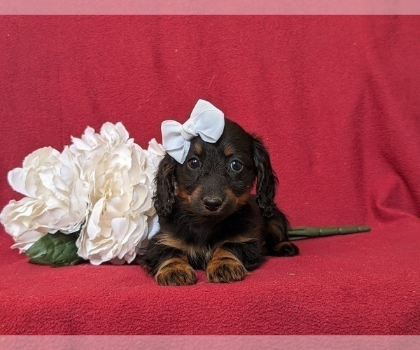 Medium Photo #4 Dachshund Puppy For Sale in LEOLA, PA, USA
