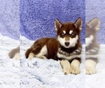 Small #8 Siberian Husky