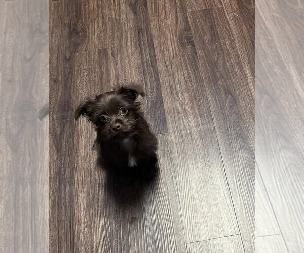 Medium Photo #1 Poodle (Toy)-Unknown Mix Puppy For Sale in Visalia, CA, USA