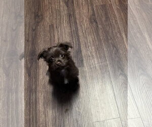Poodle (Toy)-Unknown Mix Dogs for adoption in Visalia, CA, USA