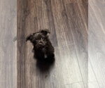 Small Poodle (Toy) Mix