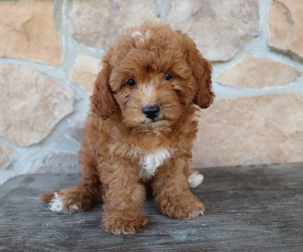 Medium Photo #2 ShihPoo Puppy For Sale in HONEY BROOK, PA, USA