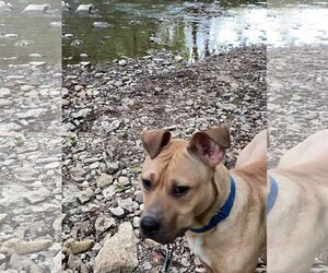 Archibald - Male Mutt Dog for Adoption - Photo #23