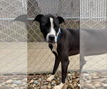 Small #15 American Pit Bull Terrier Mix