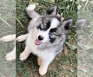 Siberian Husky Puppy for sale in UNION GROVE, AL, USA