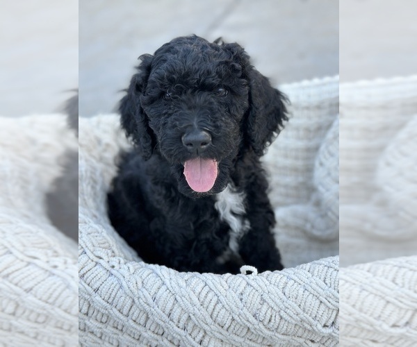Medium Photo #4 F2 Aussiedoodle Puppy For Sale in FRESNO, CA, USA