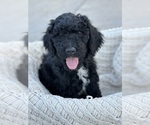 Small Photo #4 F2 Aussiedoodle Puppy For Sale in FRESNO, CA, USA