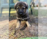 Puppy Pink German Shepherd Dog