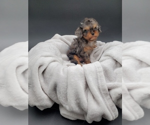 Cavalier King Charles Spaniel-Cavapoo Mix Dog for Adoption in GOSHEN, Indiana USA