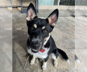 Siberian Husky-Unknown Mix Dogs for adoption in Woodland, CA, USA