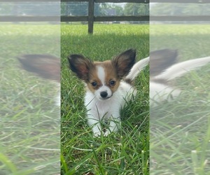 Papillon Puppy for sale in CANOGA, NY, USA