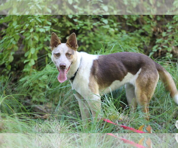 Medium Photo #2 Mutt Puppy For Sale in Paso Robles, CA, USA