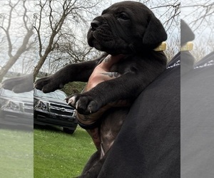 Cane Corso Puppy for sale in ANDERSON, IN, USA