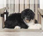 Small Photo #4 Aussiedoodle Puppy For Sale in FREDERICKSBURG, OH, USA