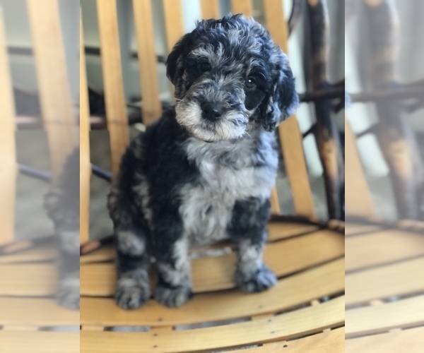 Medium Photo #3 Labradoodle Puppy For Sale in MIFFLINBURG, PA, USA