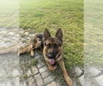Small #1 German Shepherd Dog