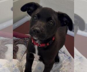 Labrador Retriever-Unknown Mix Dogs for adoption in Brewster, MA, USA