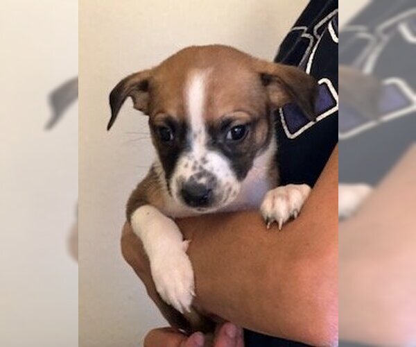 Medium Photo #18 Mutt Puppy For Sale in Dana Point, CA, USA