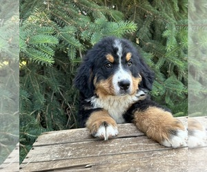 Bernese Mountain Dog Puppy for sale in MIDDLEBURY, IN, USA