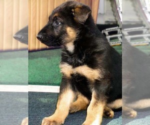 German Shepherd Dog Puppy for sale in EVANS, WA, USA