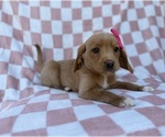 Small #4 Beagle-Labradoodle Mix